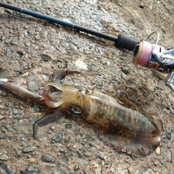 エギング絶好調継続！